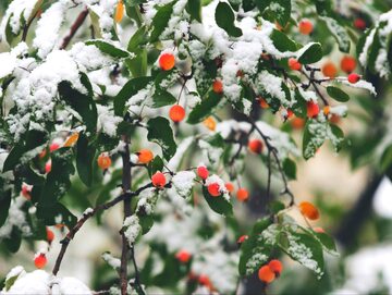 Czerwone owoce na krzewach ożywiają zimowy ogród