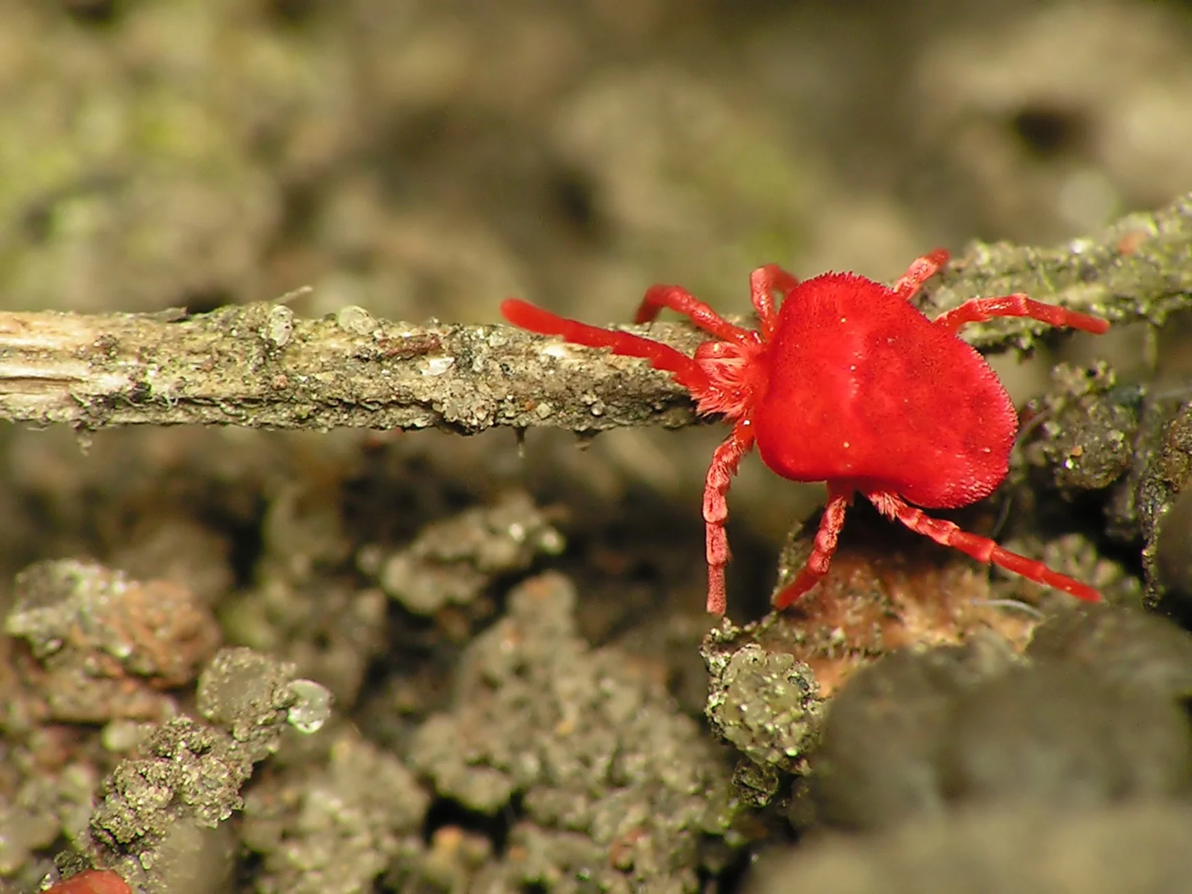 Lądzień czerwonatka, Trombidium holosericeum
