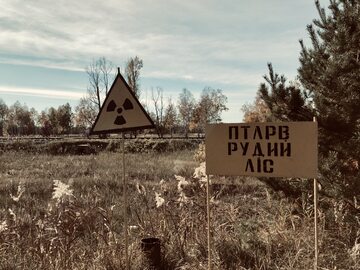 Czerwony Las w Czarnobylskiej Strefie Wykluczenia