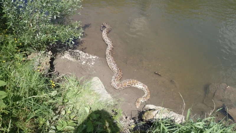 Pyton znaleziony w Olzie po czeskiej stronie Cieszyna