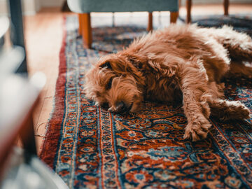 Często mole dostają się na dywan przyniesione z zewnątrz na psiej sierści