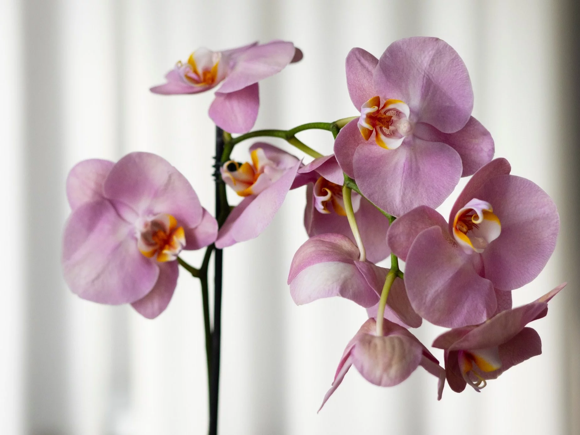 Płaska łyżeczka czosnku rozsypana na podłożu może pobudzić storczyk do wypuszczania nowych pąków i poprawić kondycję korzeni