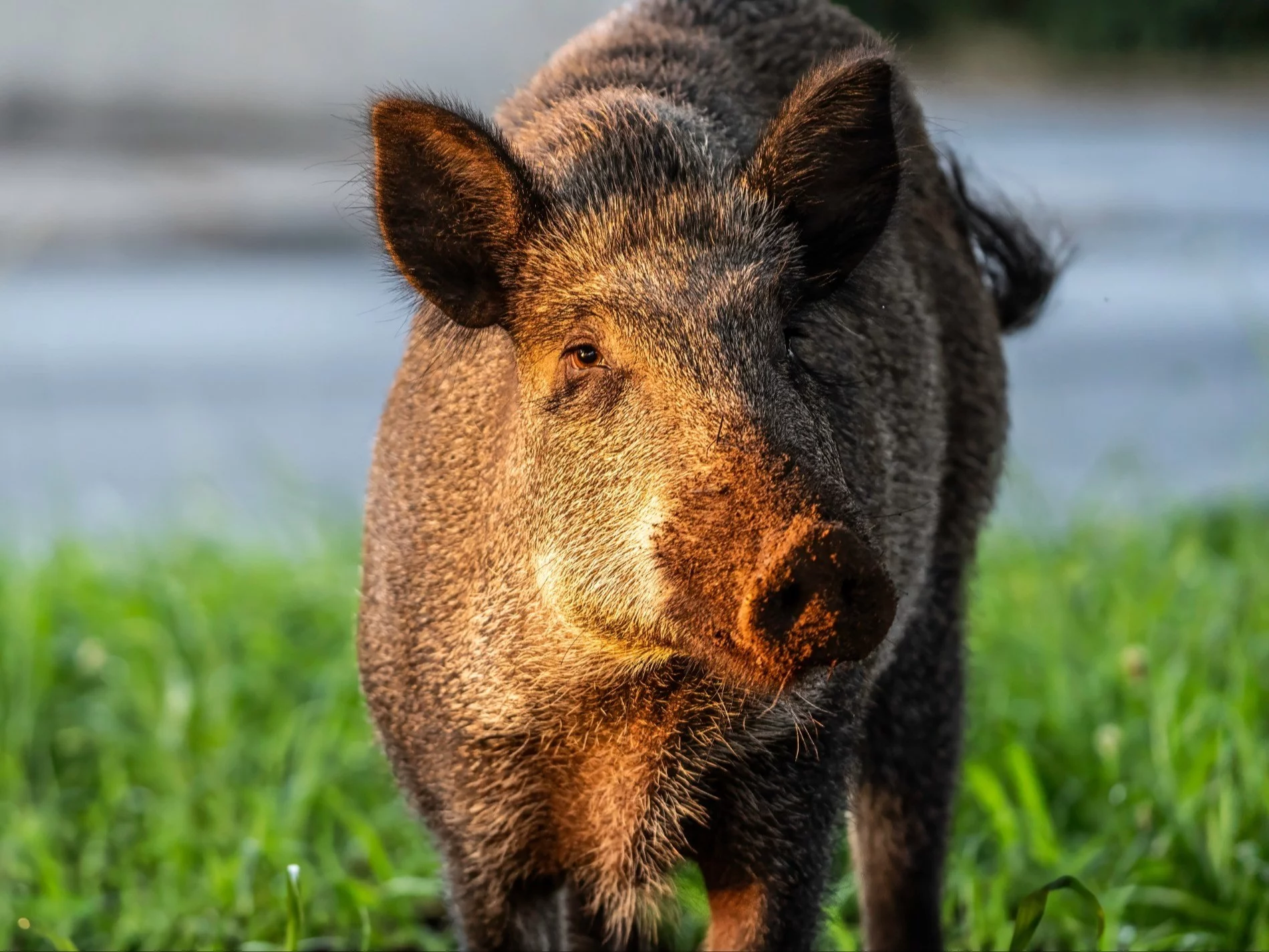 Hiacynty tworzą naturalną barierę zapachową – w miastach zauważono, że tam, gdzie je sadzono, dziki przestały ryć rabaty