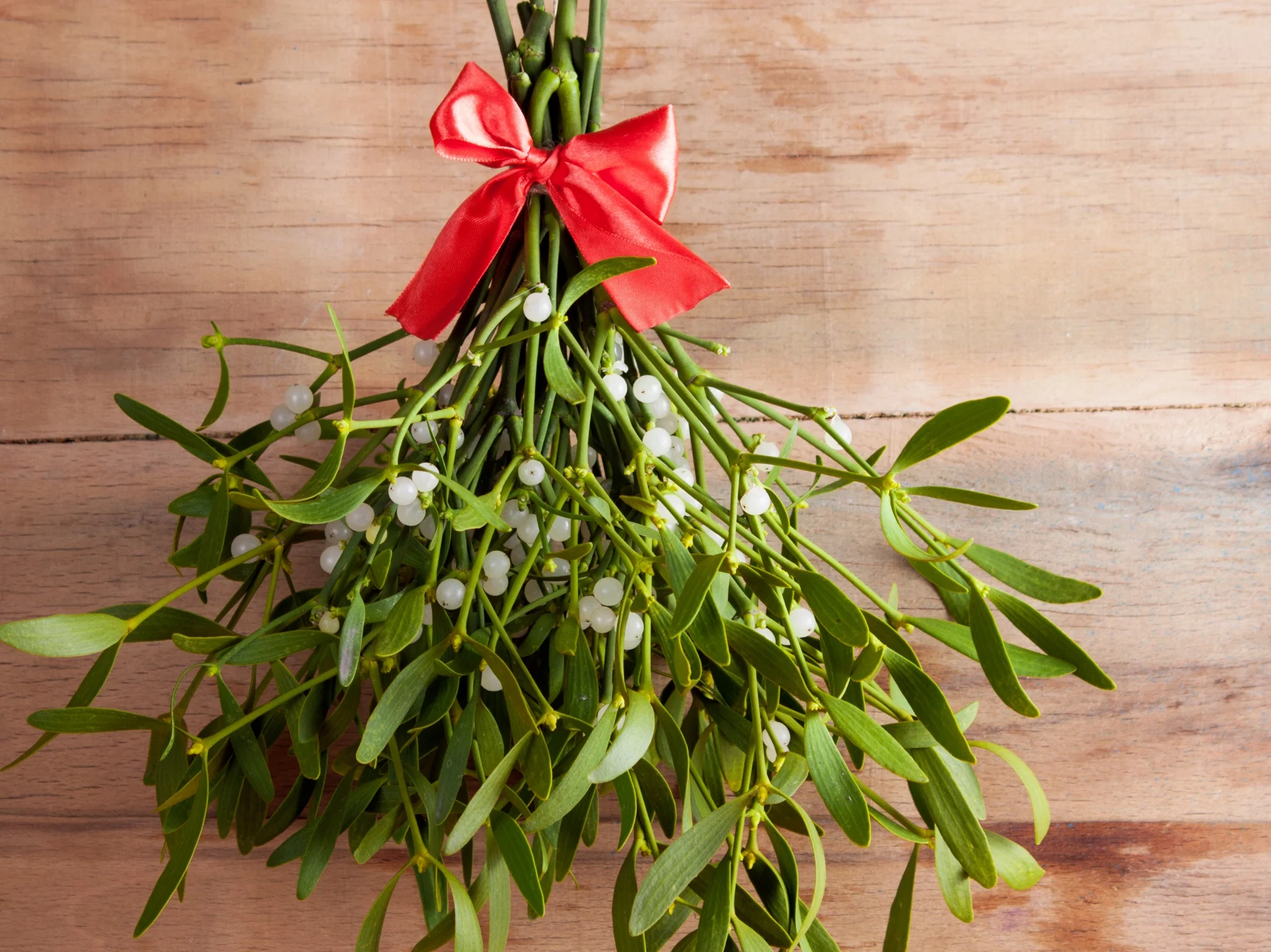 Jemioła to symbol miłości i świątecznej magii, ale niektóre jej gatunki mogą być niebezpieczne dla zwierząt domowych