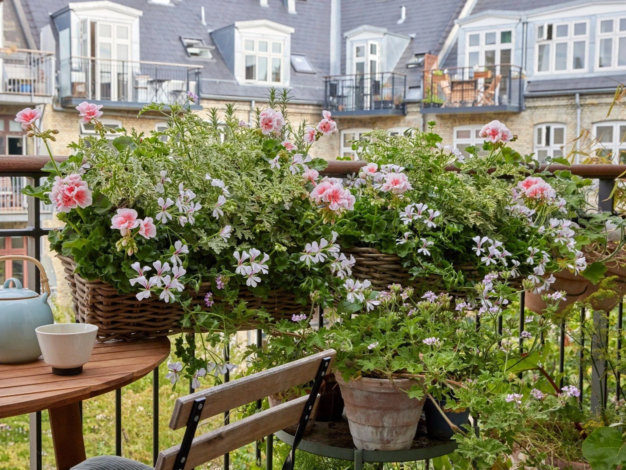 Pelargonie na balkonie