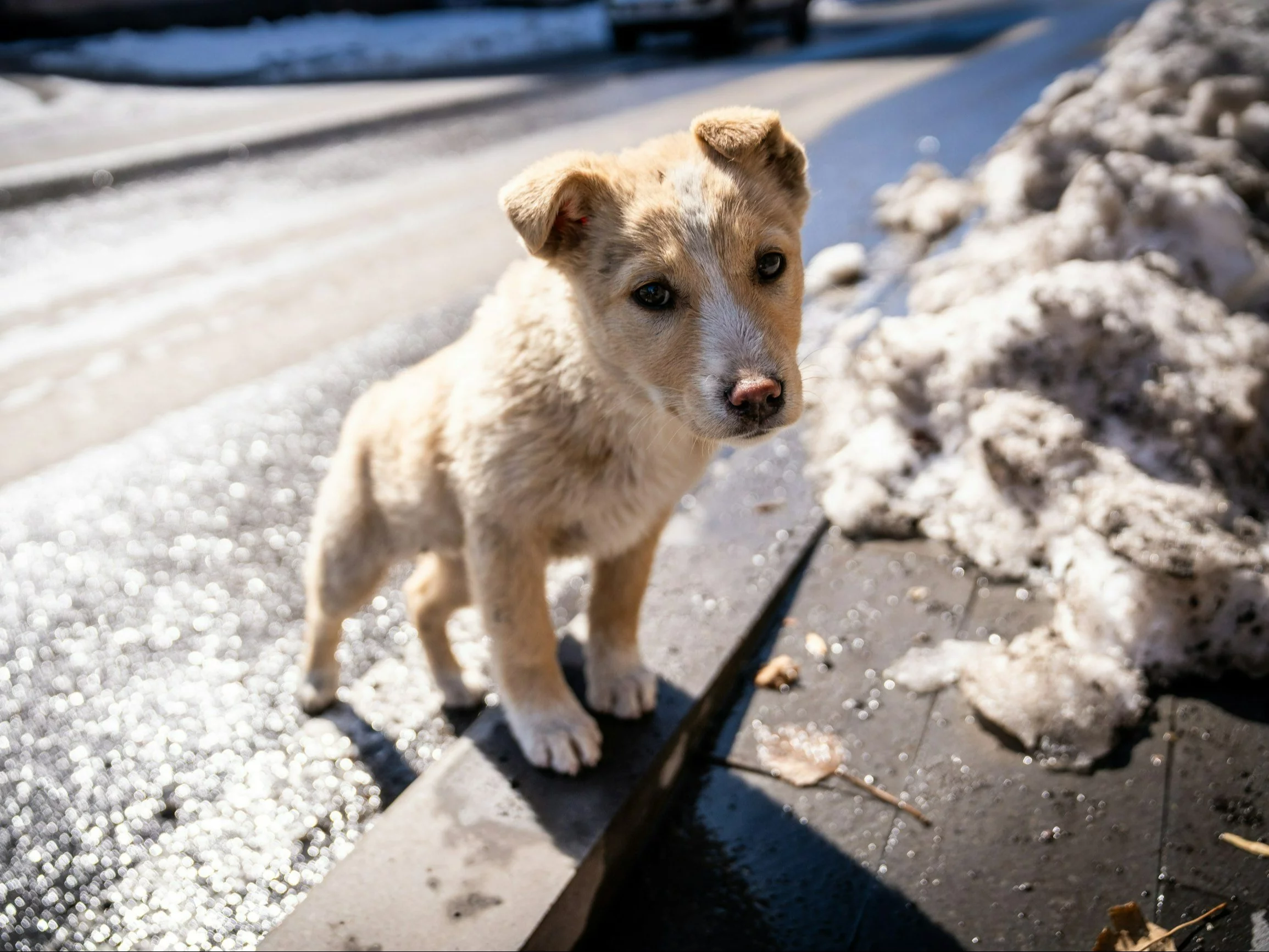 To szkodzi psu w czasie spaceru. Lekarka weterynarii nie pozostawia złudzeń