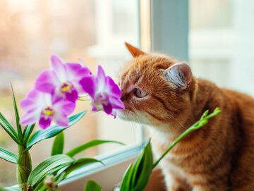 Czy storczyki są toksyczne dla kotów i innych zwierząt domowych?