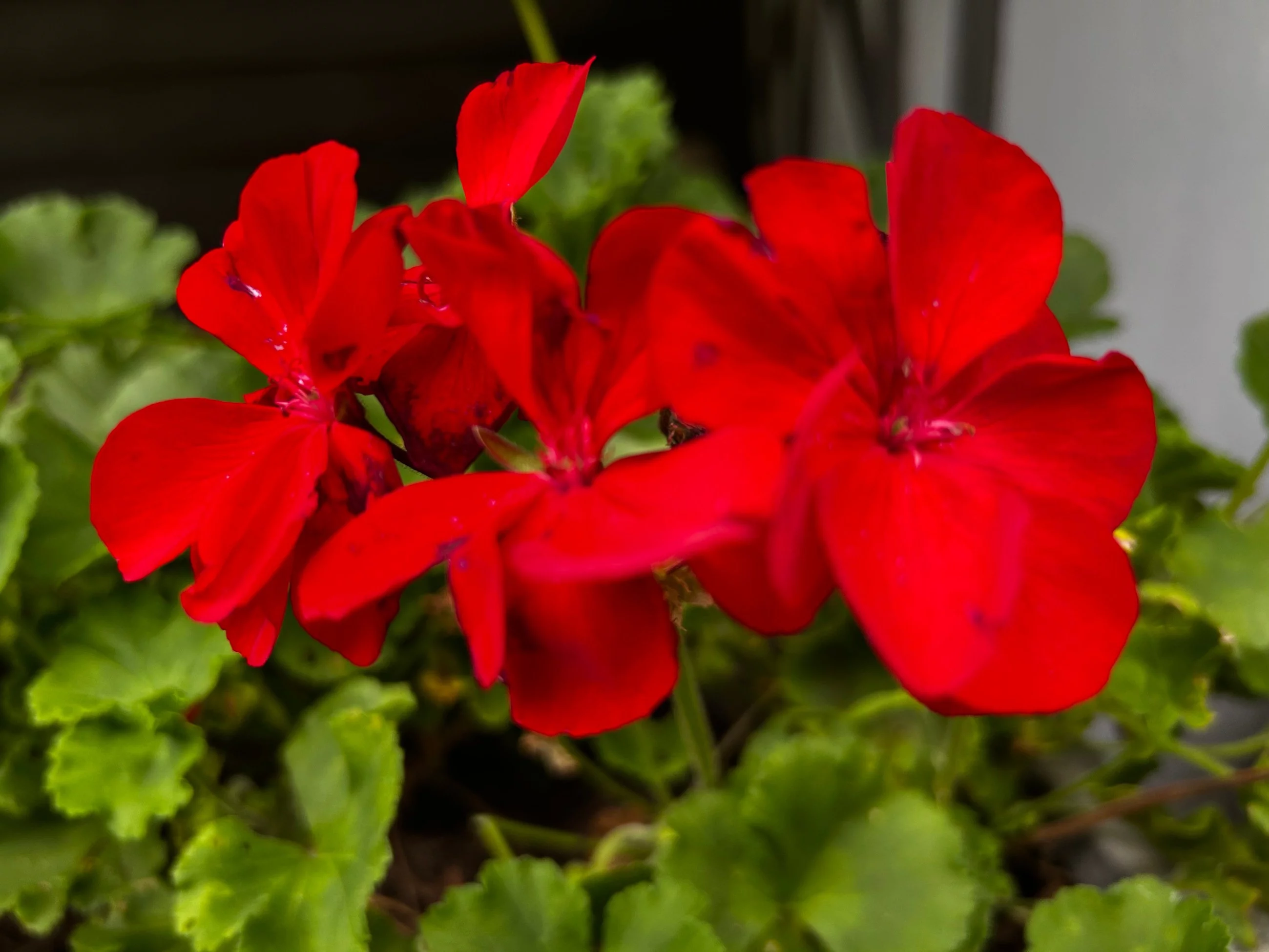 Pelargonie