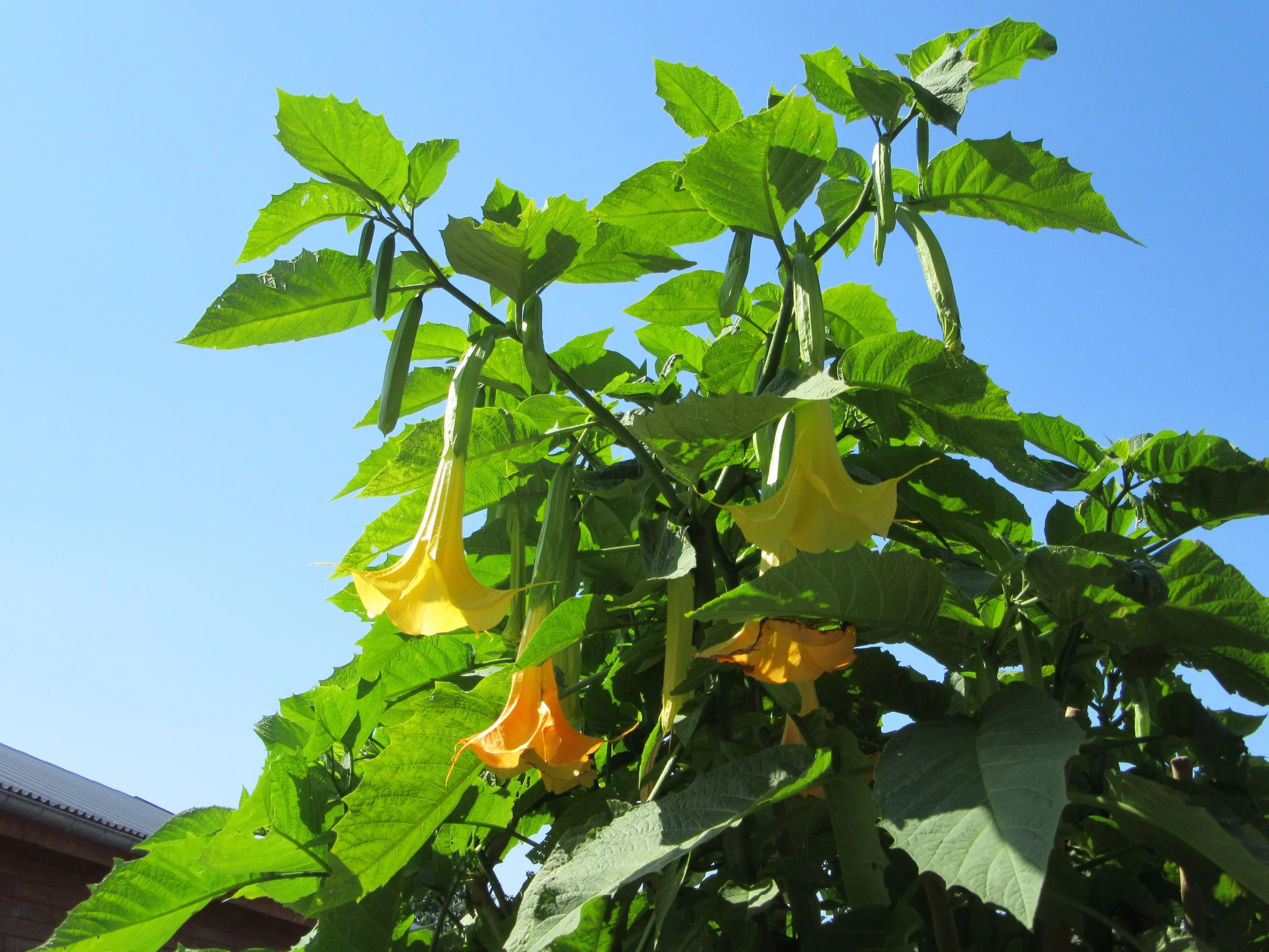 Brugmansja / Brugmansia