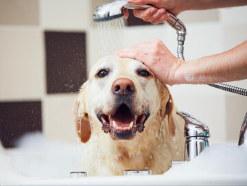 Czym zastąpić szampon dla psa? Poznaj domowe sposoby