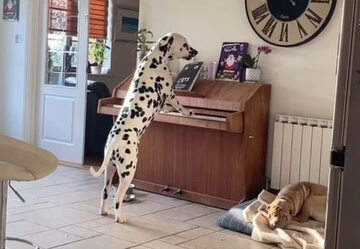 Dalmatyńczyk grający na pianinie