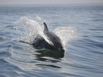 Delfin, zdjęcie ilustracyjne