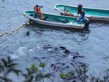 Delfiny otoczone przez rybaków w zatoczce w Taiji