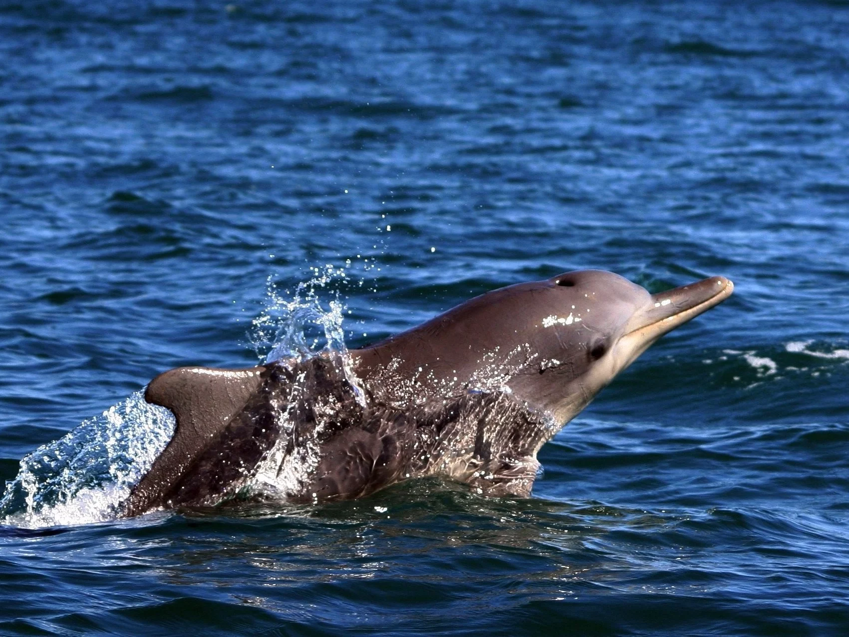 Garbogrzbiet chiński – delfin garbaty, zdjęcie ilustracyjne