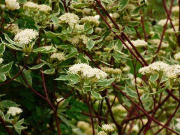 Dereń biały, Cornus alba