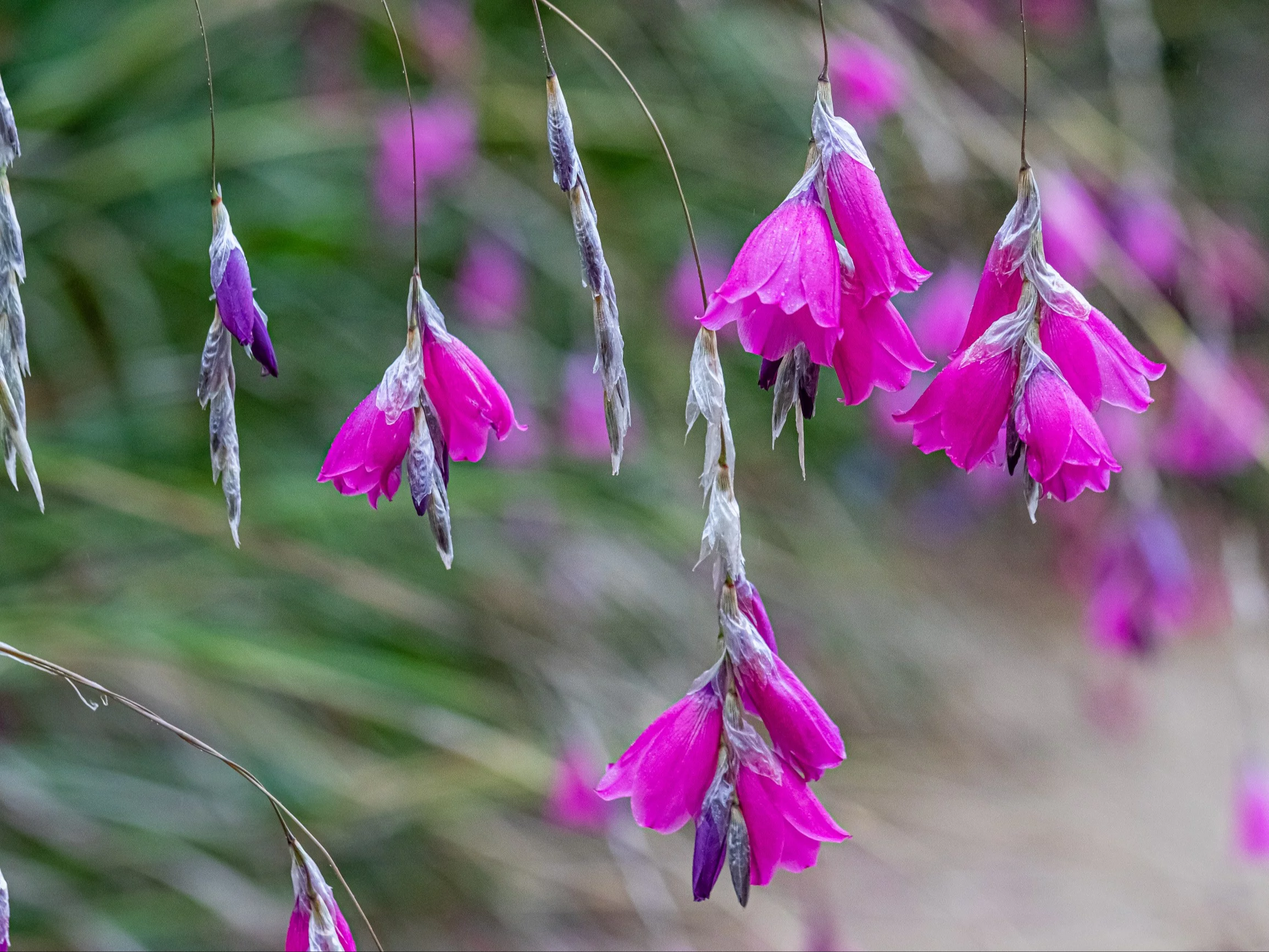 Dierama