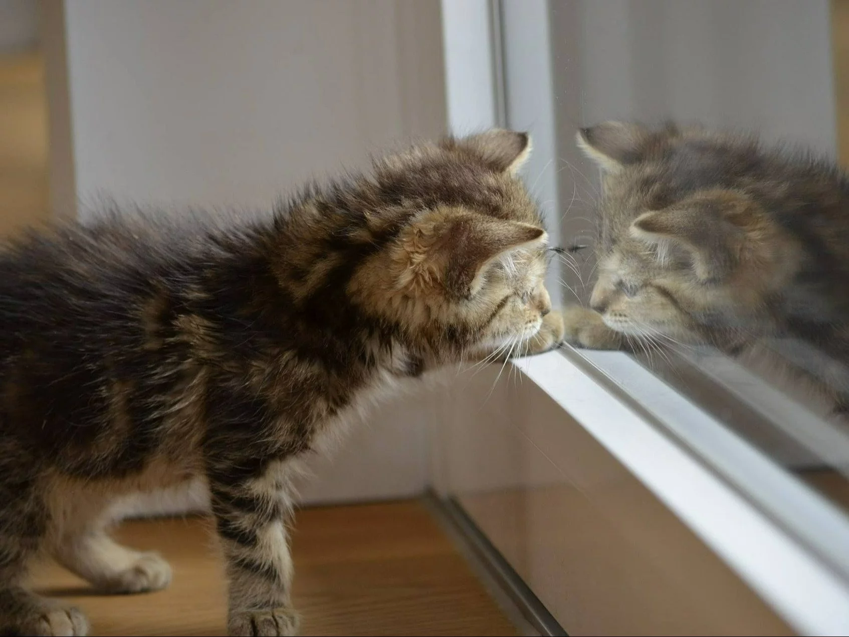 Czy koty nienawidzą zamkniętych drzwi? Lekarka weterynarii wyjaśnia. „Tylko wtedy”