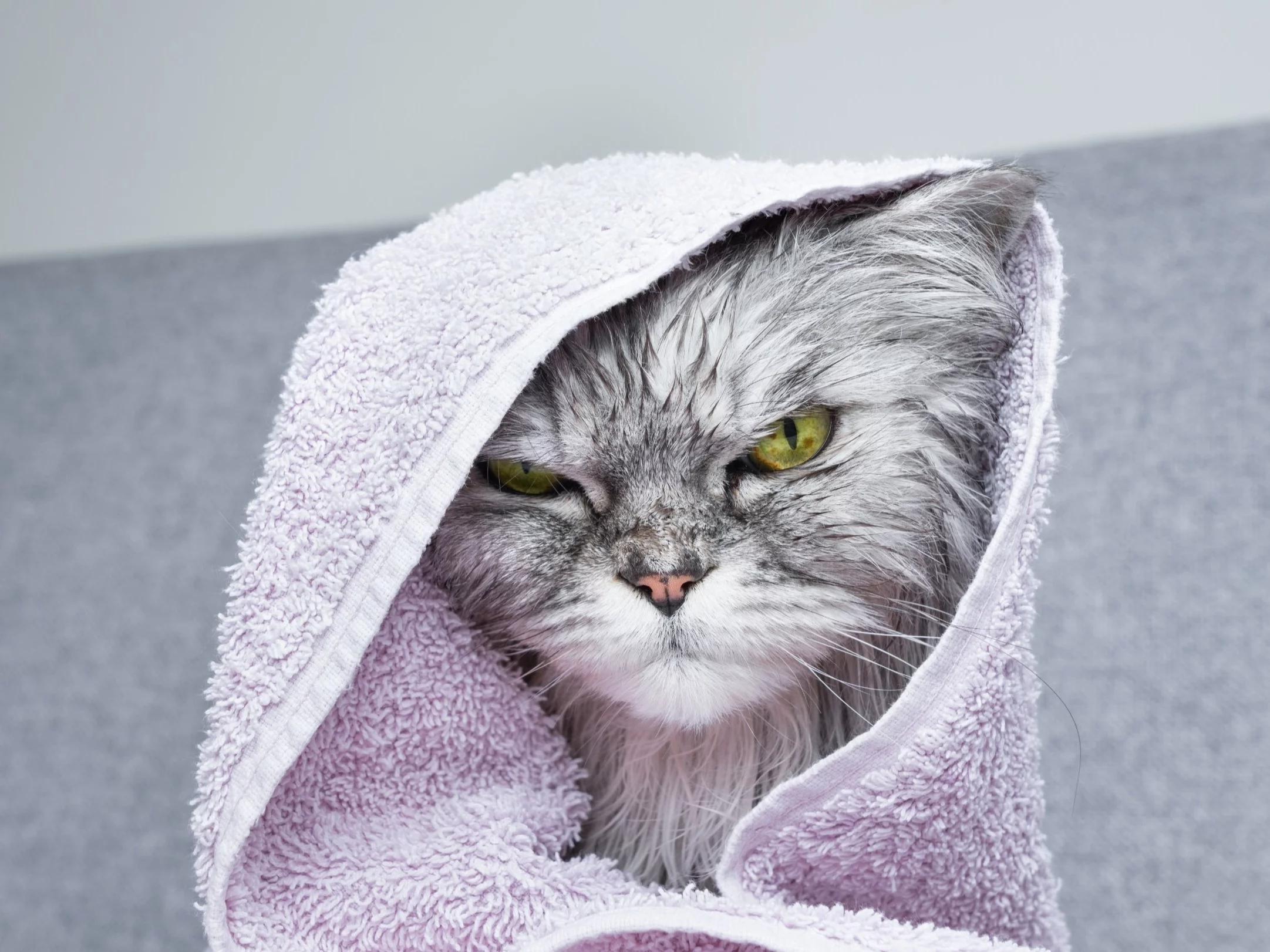 Dlaczego koty nie lubią wody? Powody mogą zaskakiwać