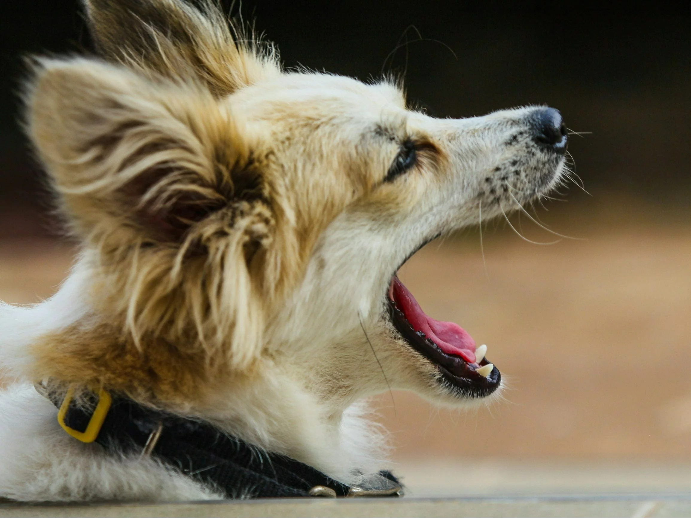 Dlaczego pies ziewa? To może być sygnał alarmowy. Lekarka weterynarii wyjaśnia