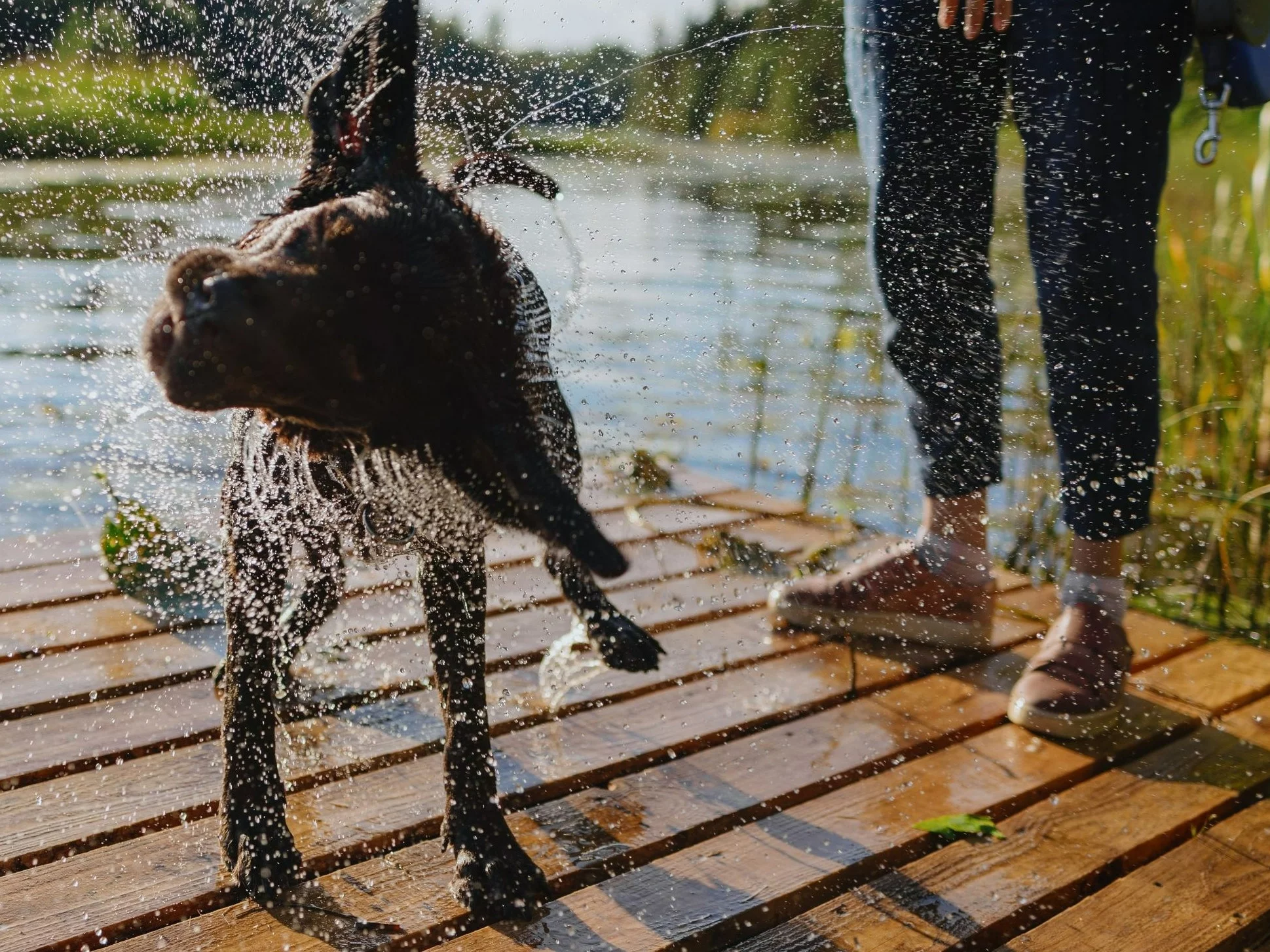 Mokry pies, zdjęcie ilustracyjne