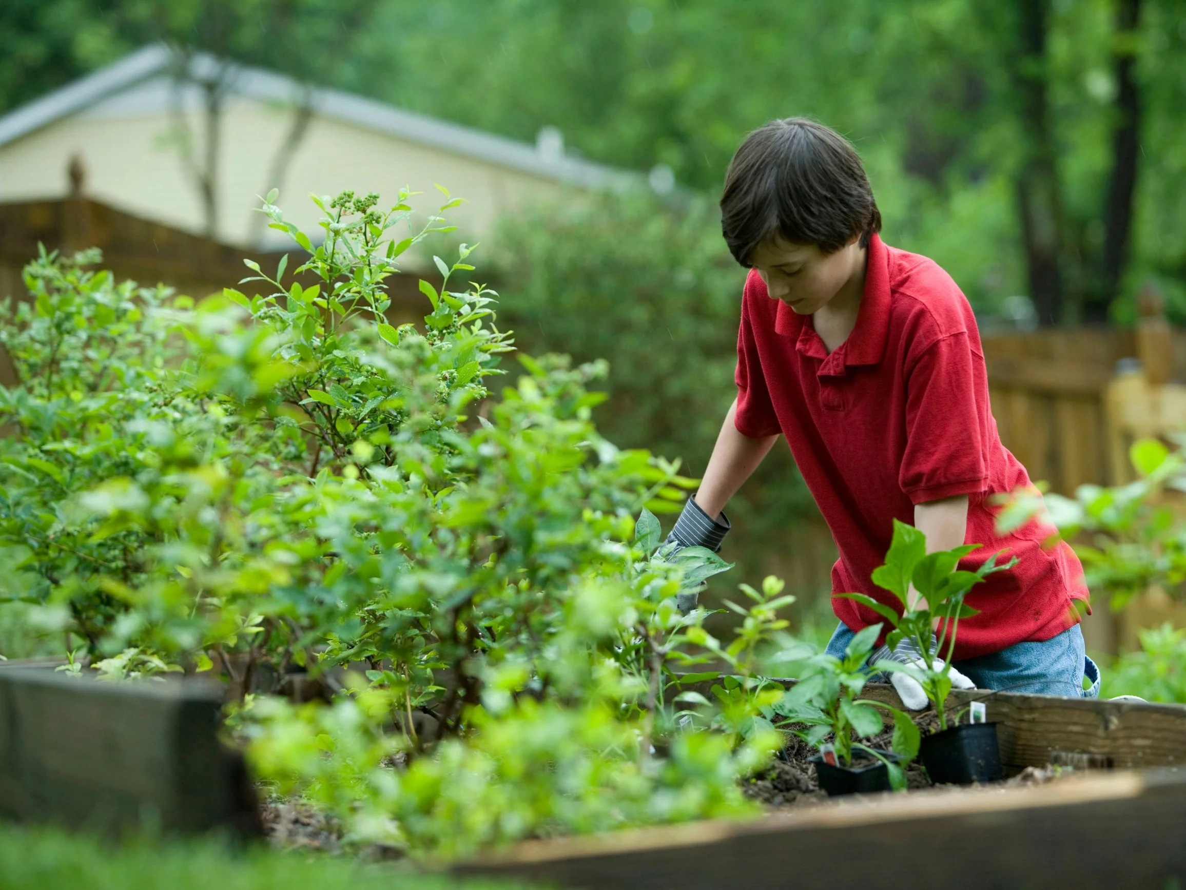 Herbatka kompostowa to jeden z najlepszych organicznych nawozów do ogrodu