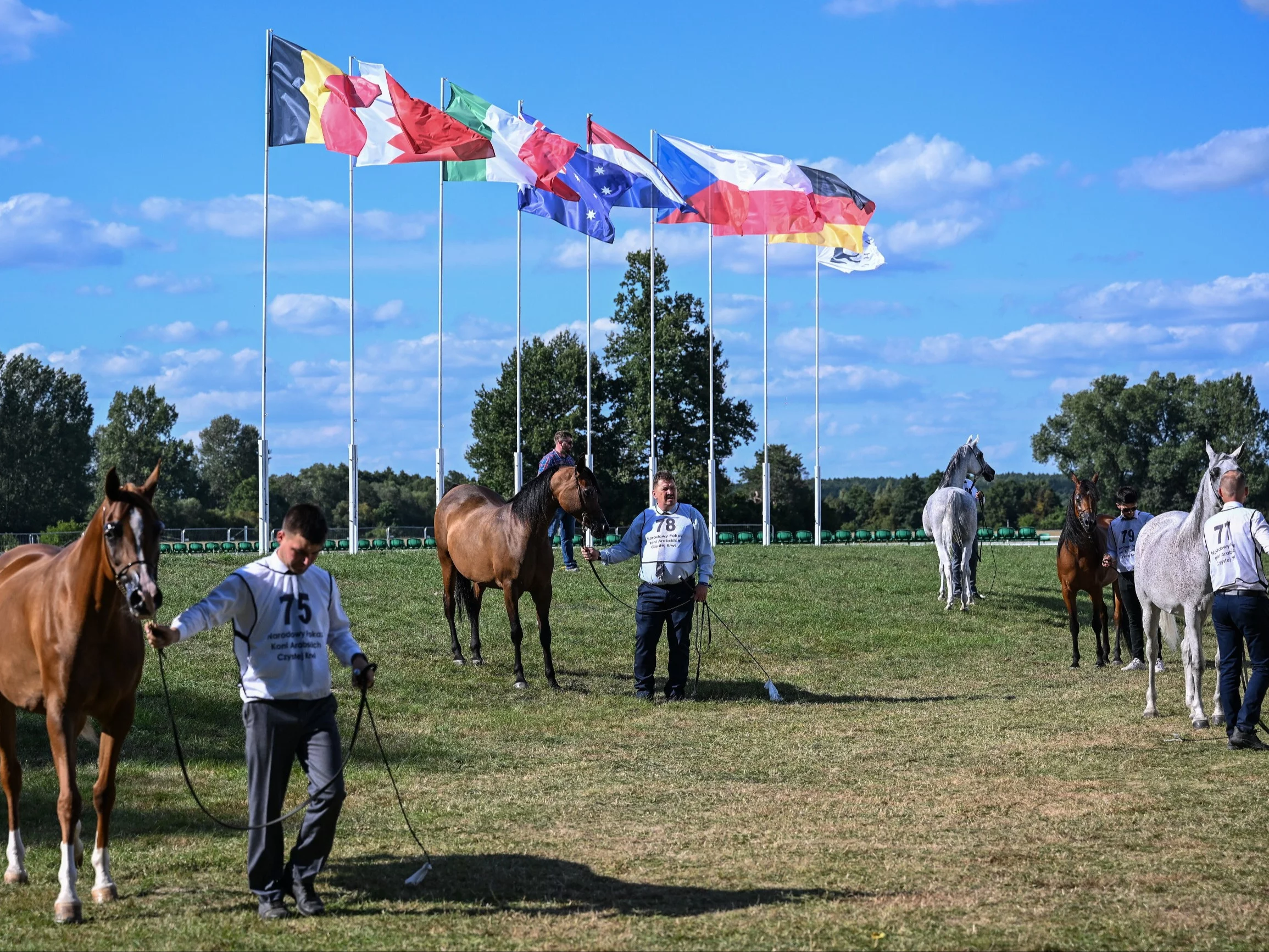 Dni Konia Arabskiego 2024 w Janowie Podlaskim