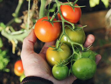 Dojrzewanie pomidorów przyspiesza etylen – naturalny i bezpieczny gaz wydzielany przez owoce