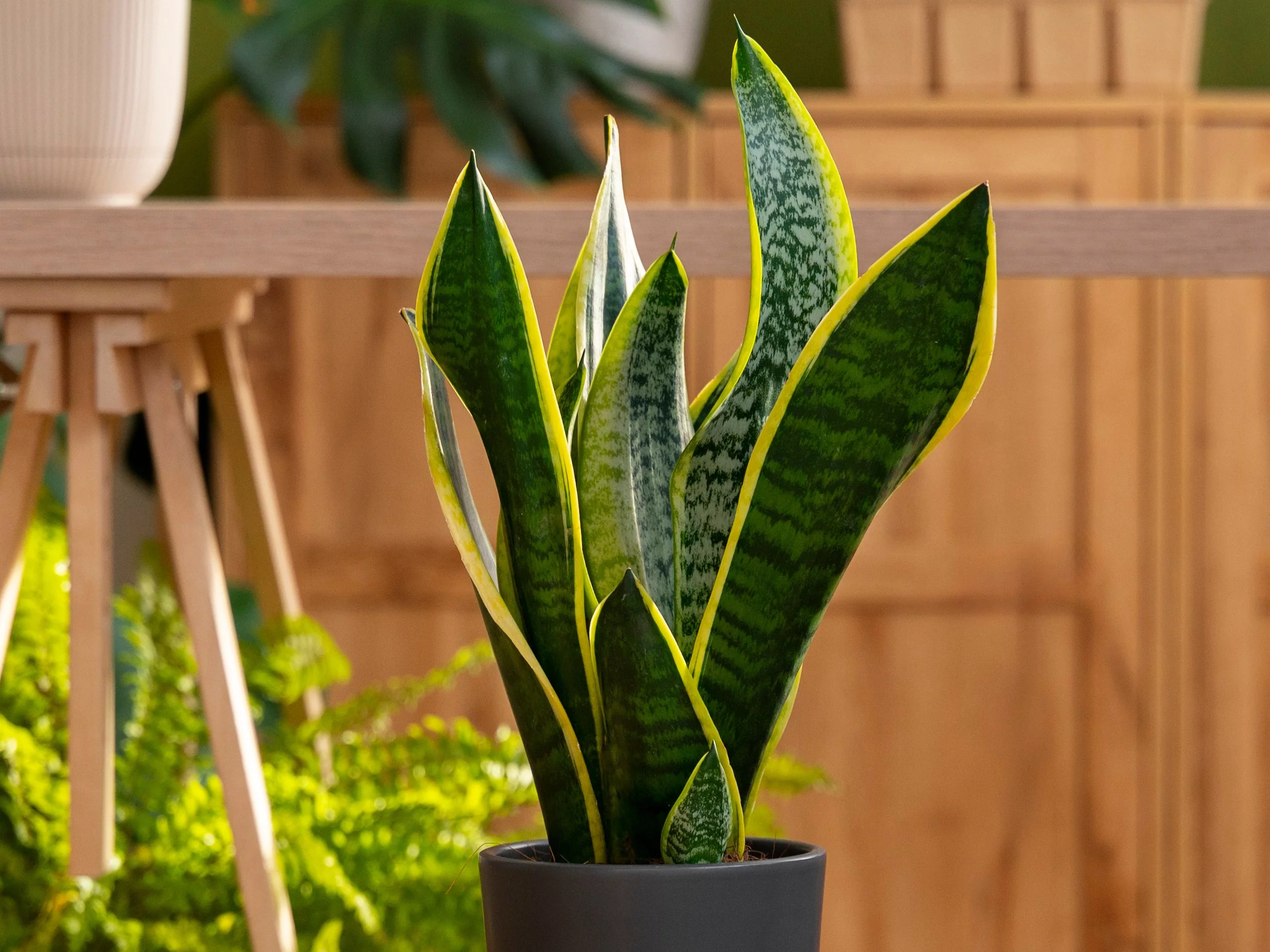 Sansewieria / Sansevieria