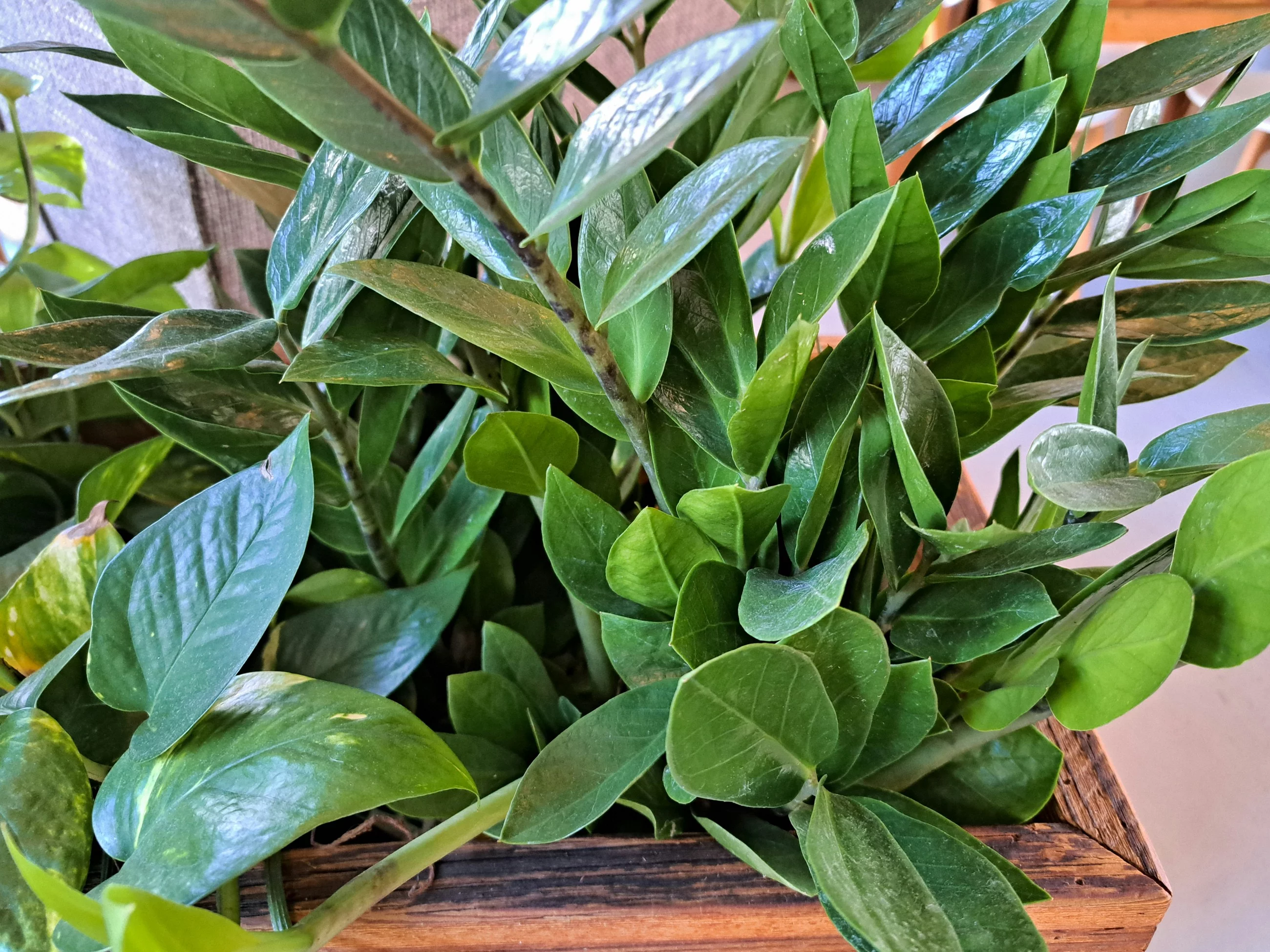 Twój zamiokulkas może wyglądać jak ten, wystarczy, że zastosujesz jedną z domowych odżywek, które polecamy