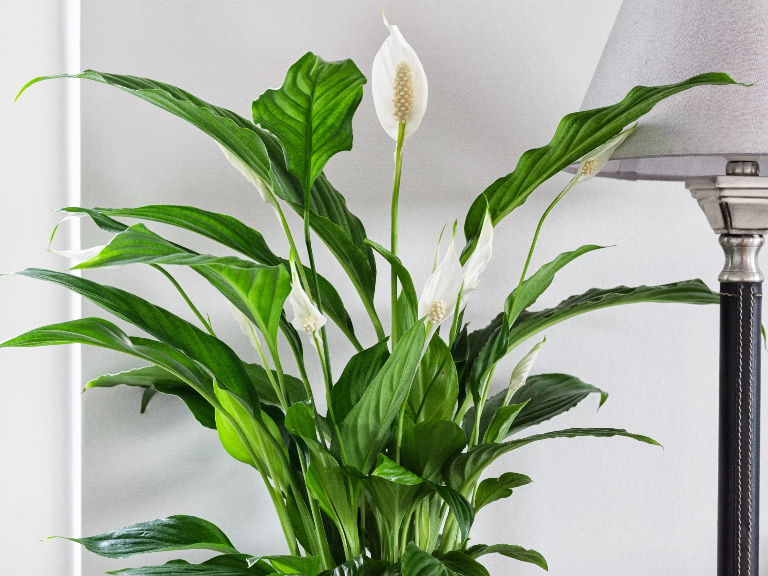 Spathiphyllum Wallisii, Skrzydłokwiat