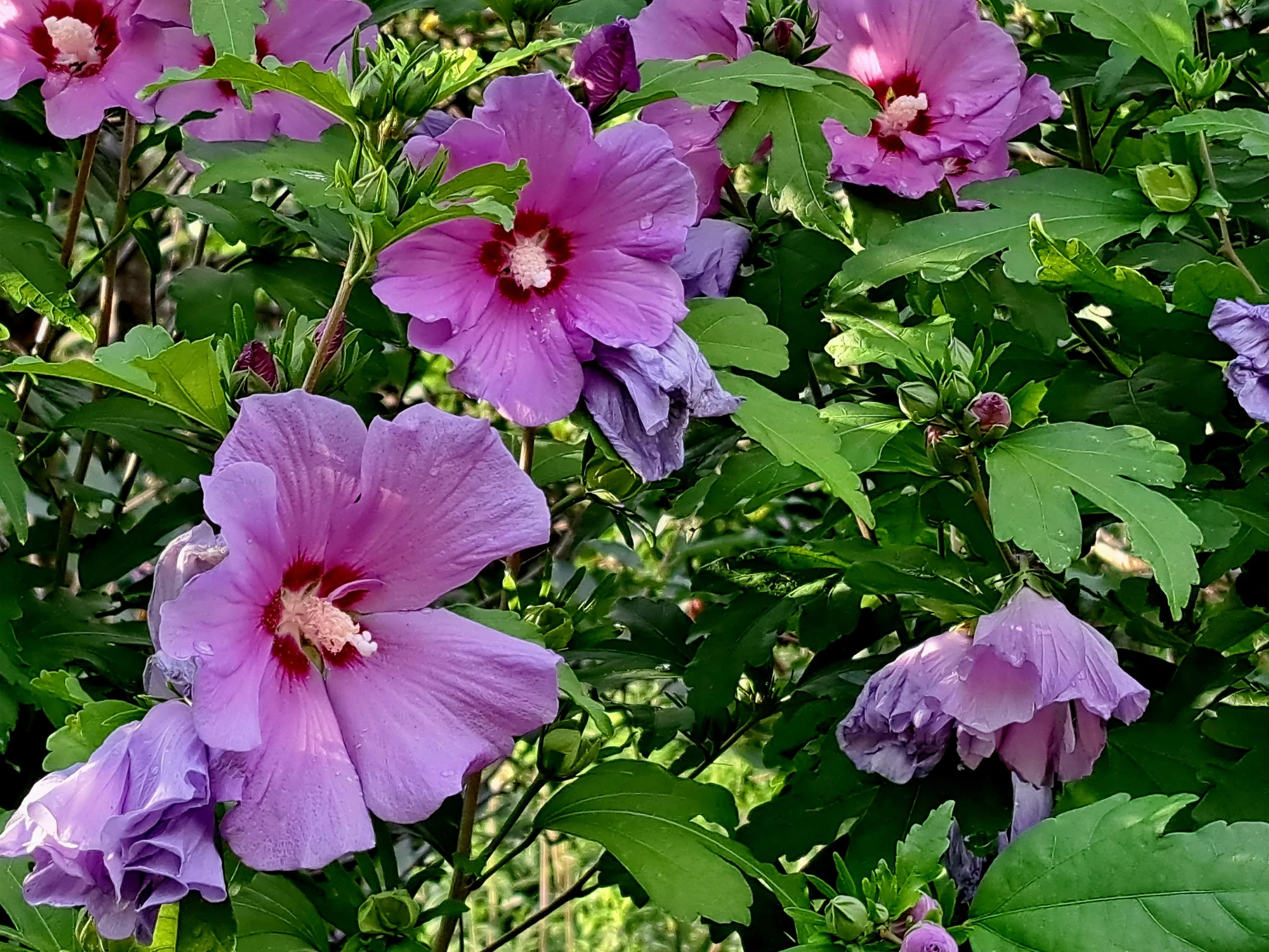 Hibiskus ogrodowy zwany również różą chińską