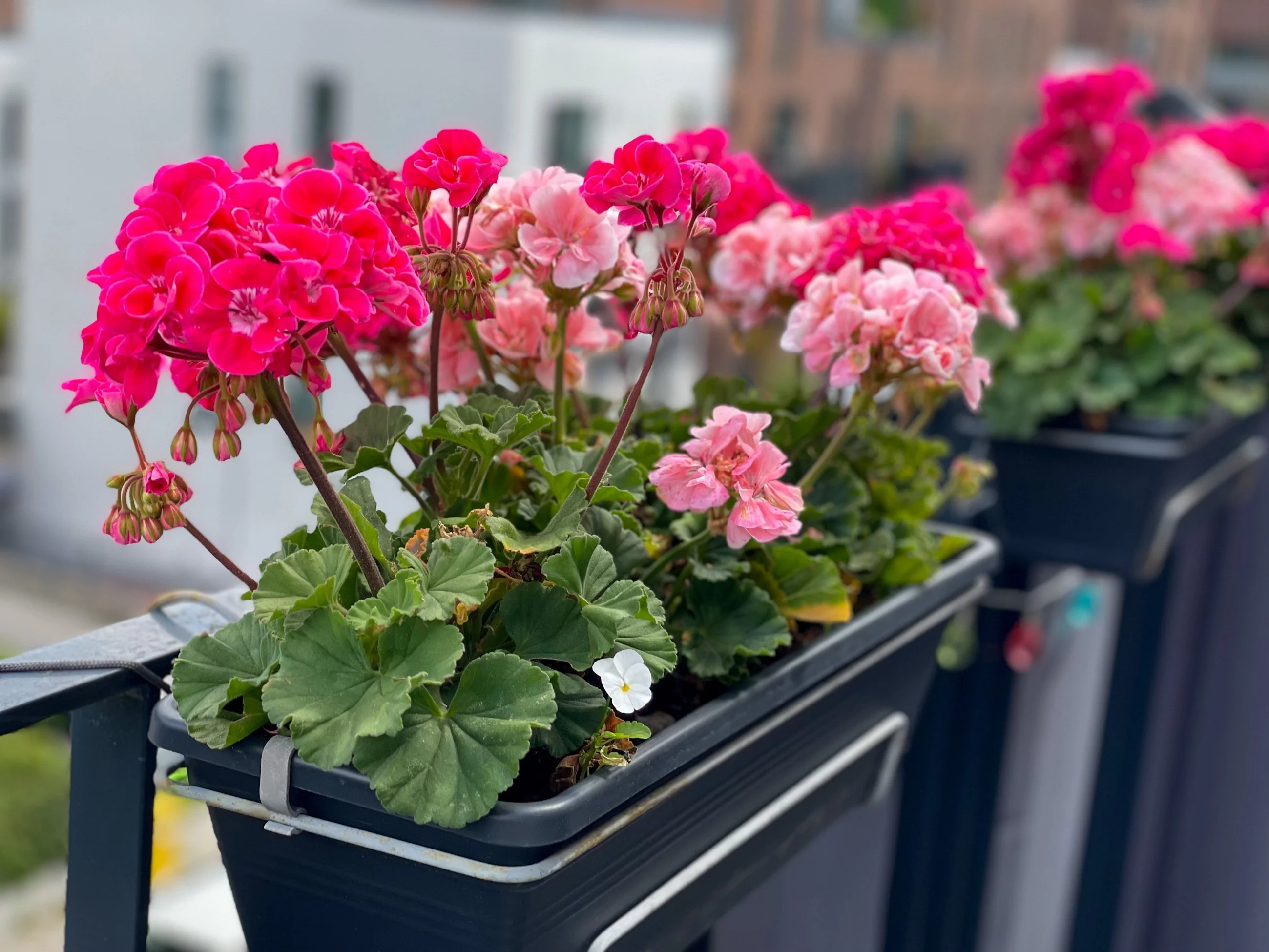 Pelargonie w skrzynkach na balkone