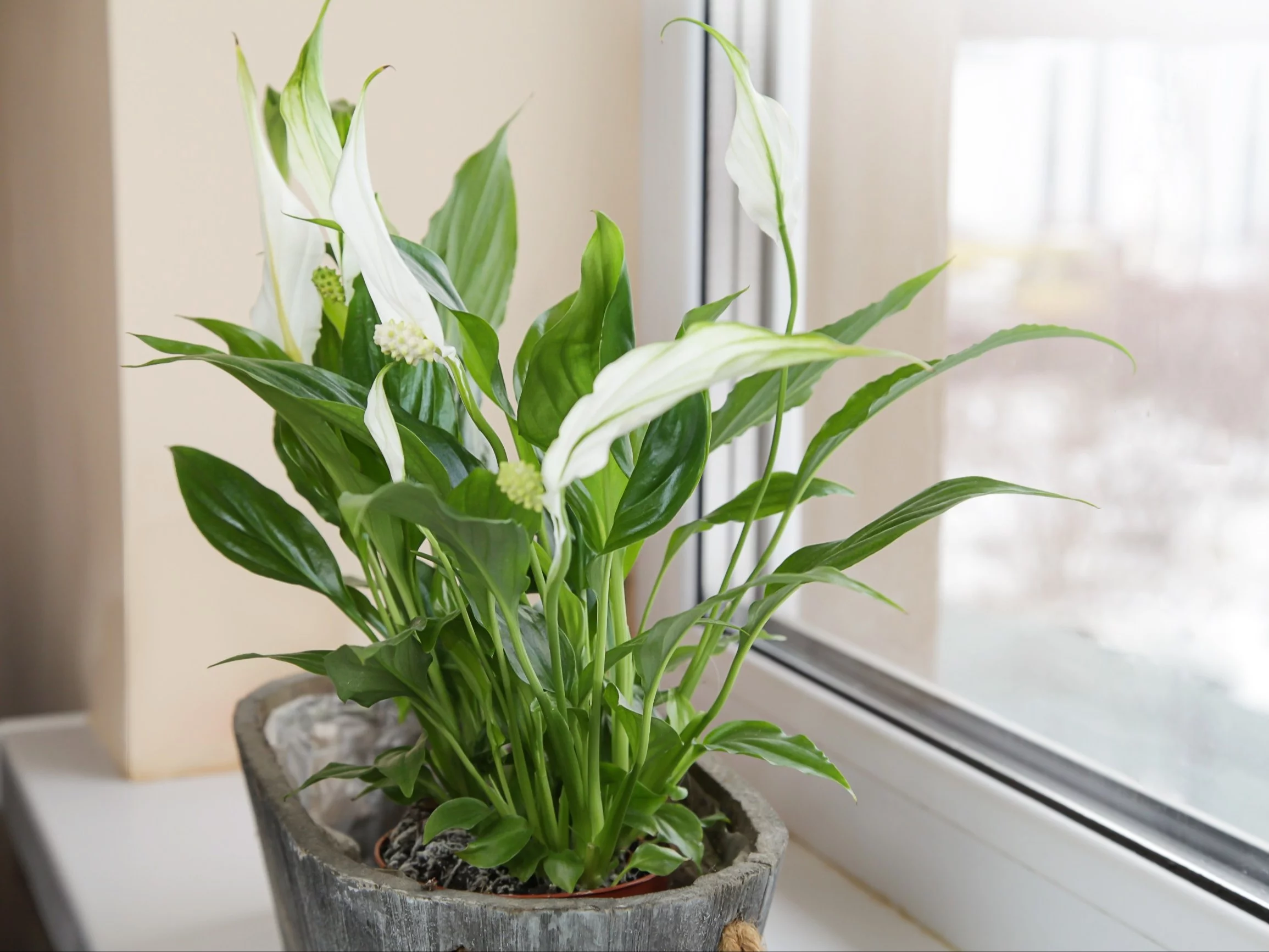 Już za kilka tygodni skrzydłokwiat rozkwitnie, zastosuj tylko jedną z domowych odżywek