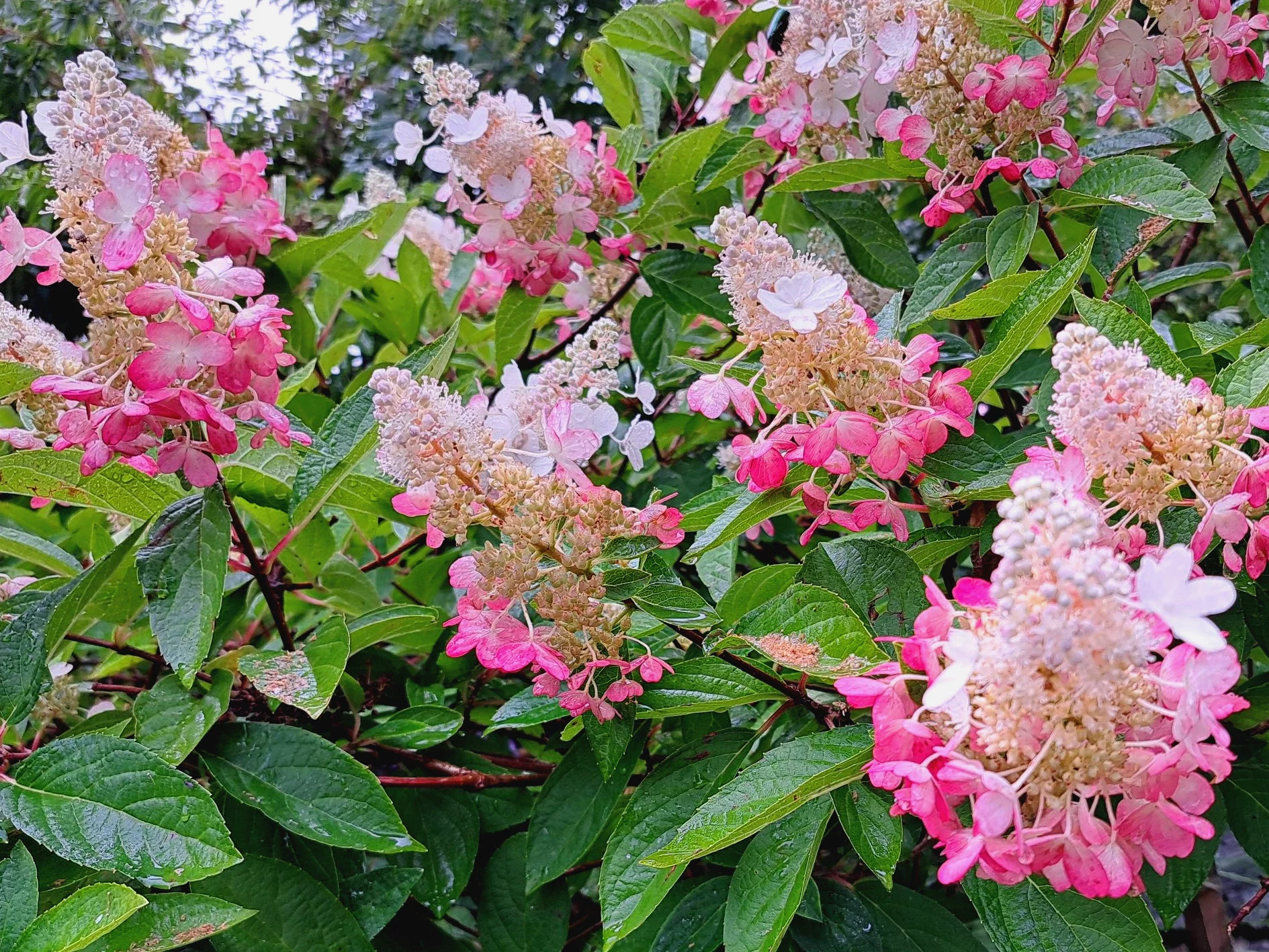 Hortensje