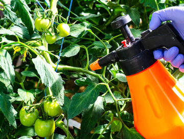 Domowy oprysk na pomidory przeciw infekcjom i chorobom grzybowym