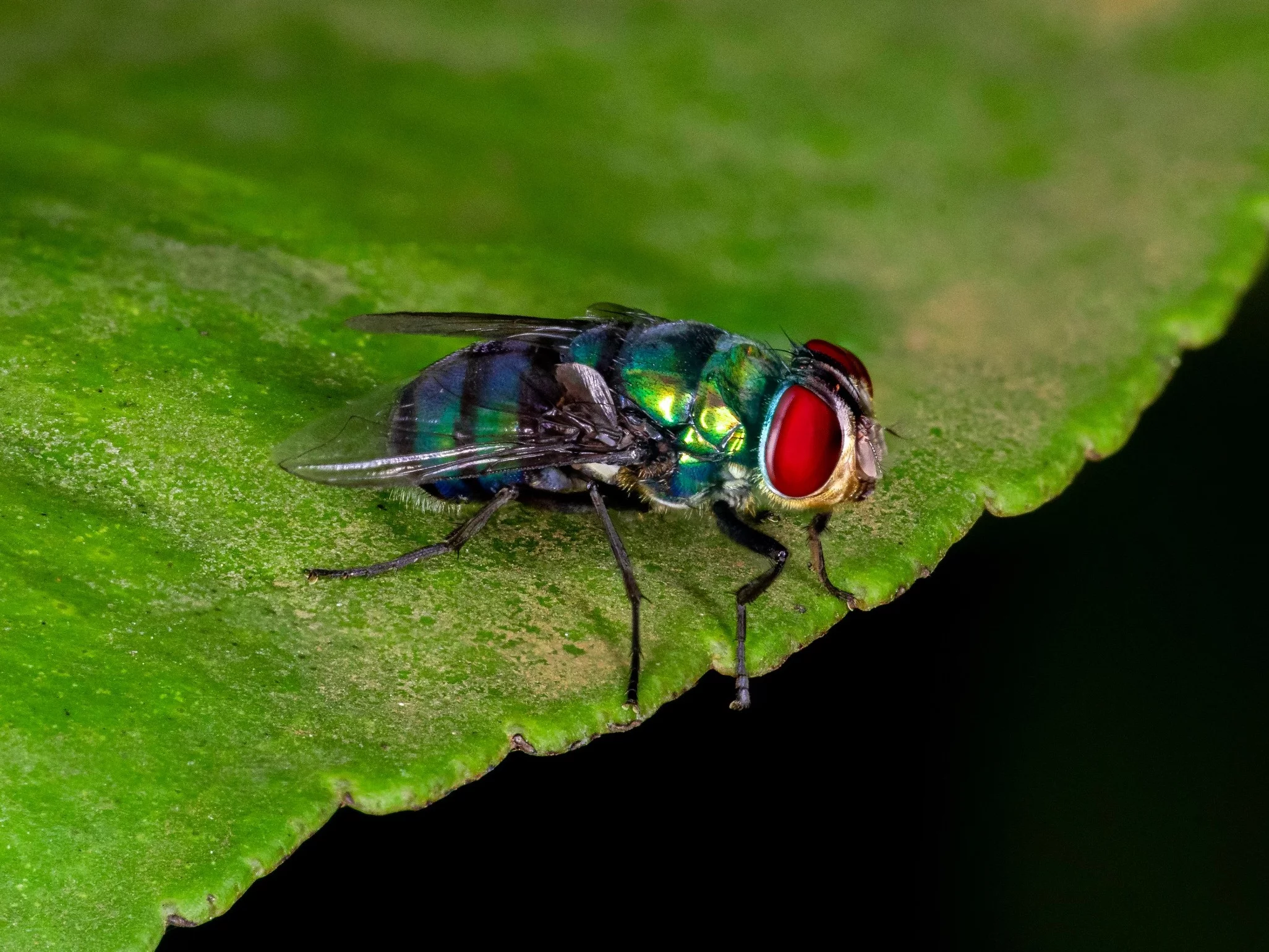 Mucha śrubowa, Cochliomyia hominivorax
