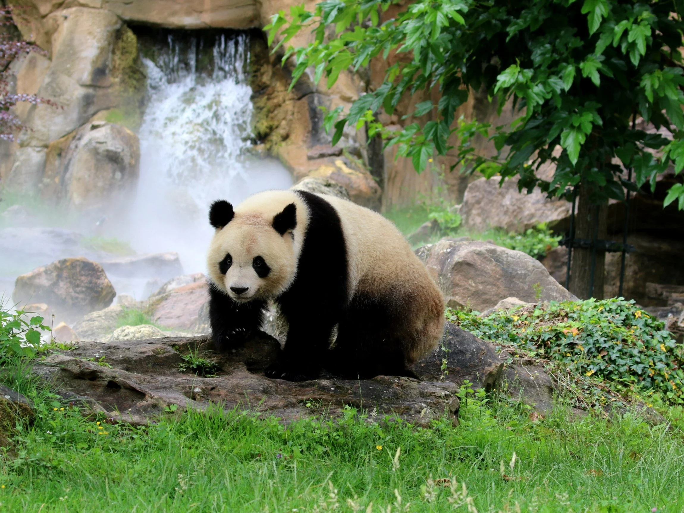 Panda w ośrodku/zdjęcie poglądowe