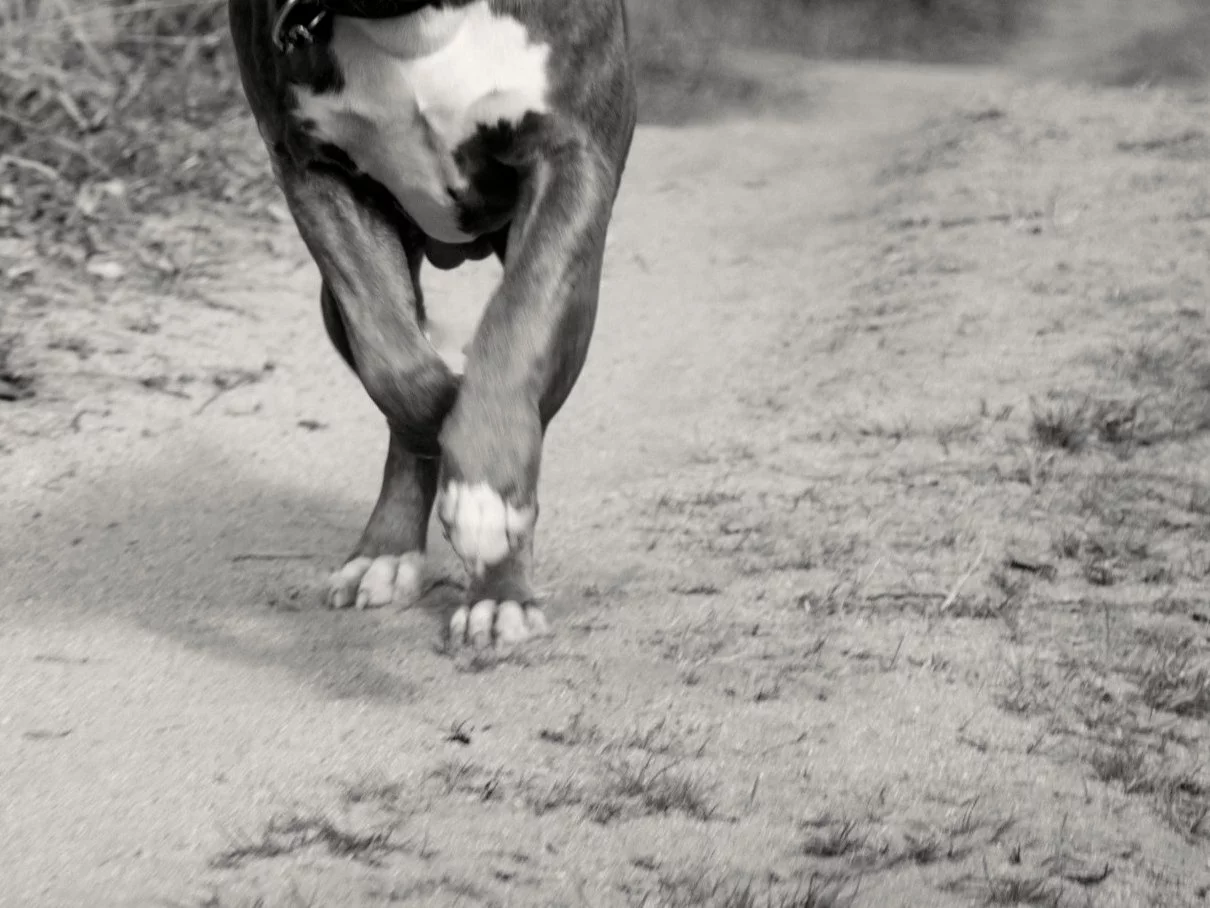 Dramat czworonogów z Arciechowa. „Psy, tak jak ludzie, czasem się zabijają”