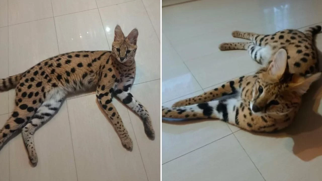 Serwal sawannowy, który uciekł i został znaleziony koło Stopnicy