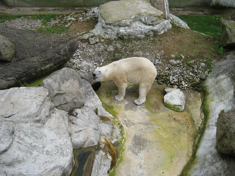 Najsłynniejszy mieszkaniec Tierpark Neumünster