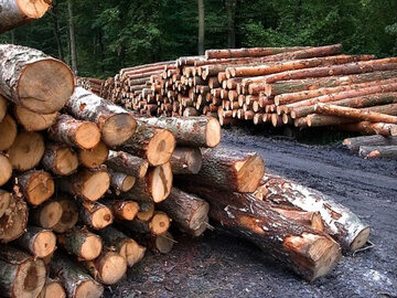 Drewno, wyrąb lasu