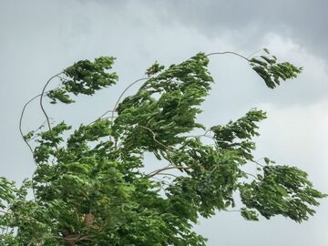 Drzewo podczas silnego wiatru, zdjęcie ilustracyjne
