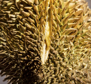 Durian - najbardziej śmierdzący owoc na świecie