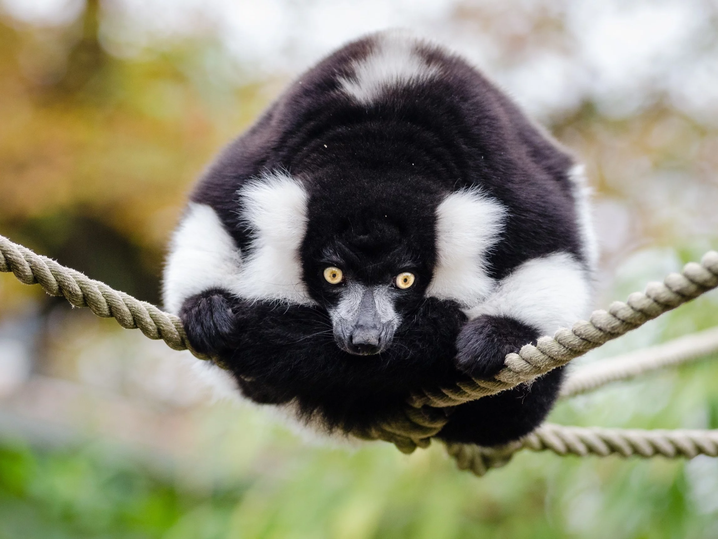 Black and white Ruffed Lemur (25054400625)