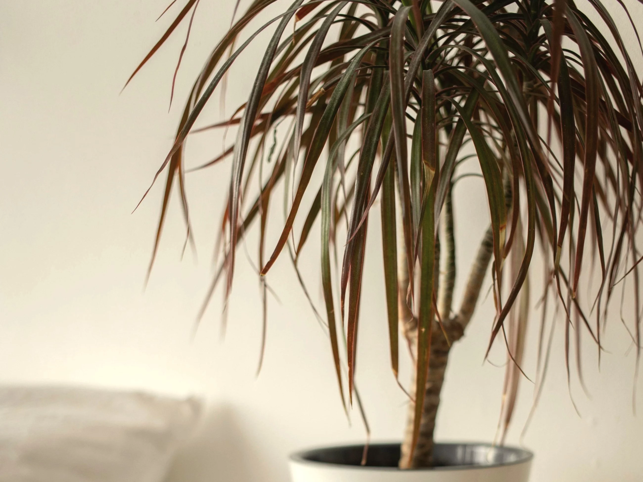 Dracena