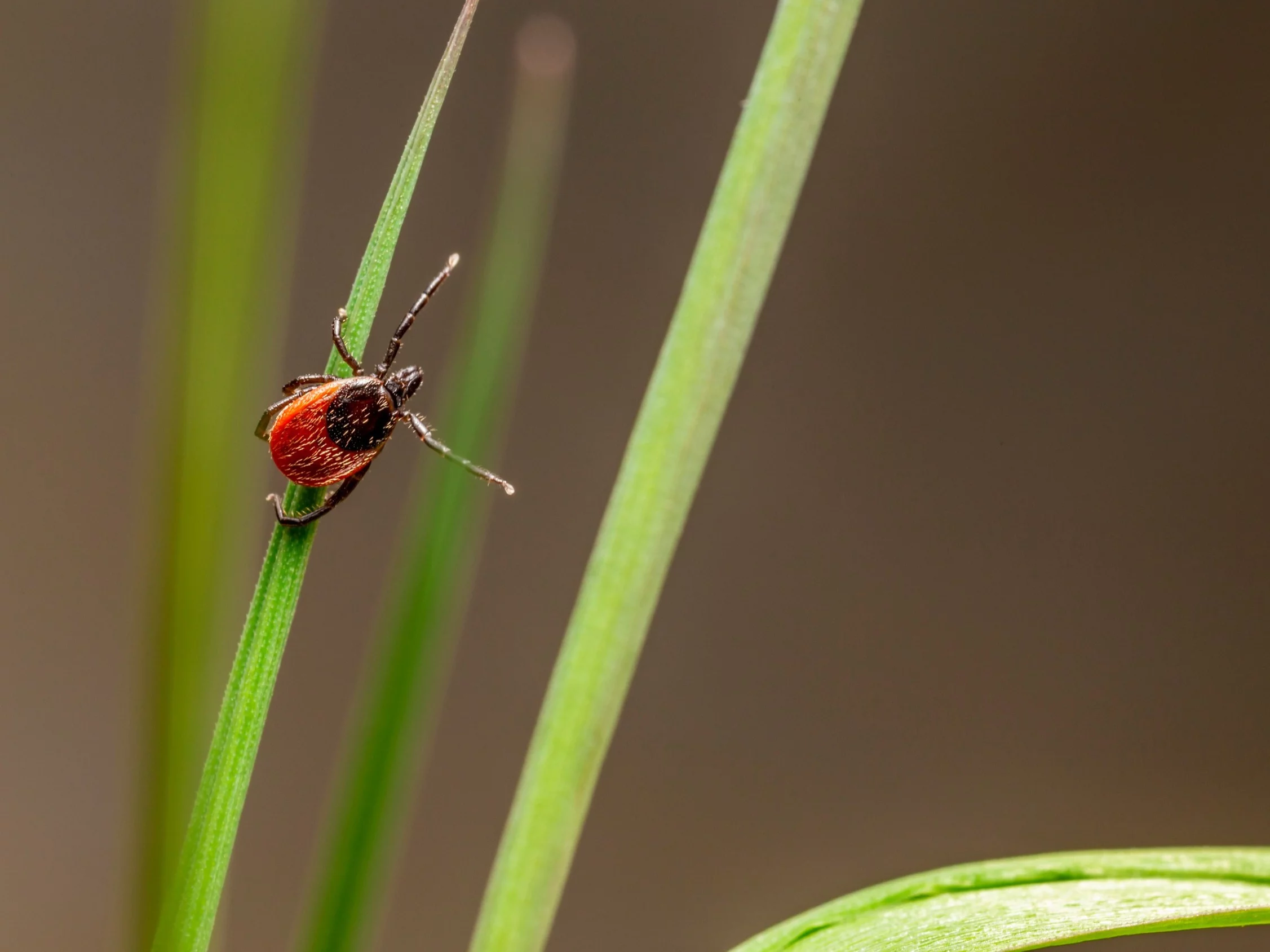 Kleszcz (Ixodes ricinus)