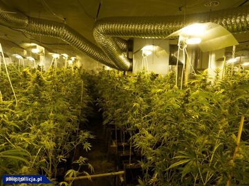 Dwupiętrowa plantacja marihuany zlikwidowana