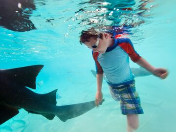Dziecko pływające wśród rekinów wąsatych i ryb