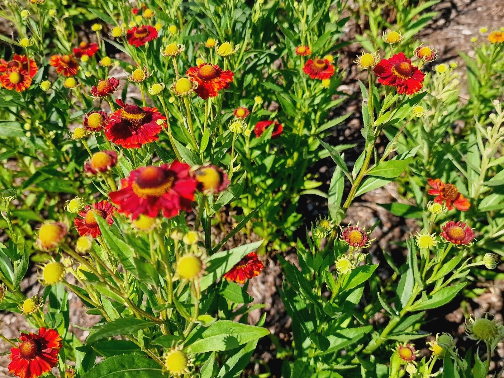 Dzielżan jesienny (Helenium autumnale L) kwitnie całe lato