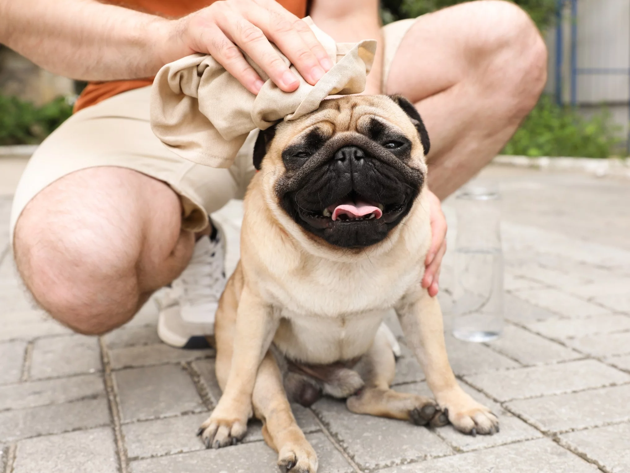 Upały coraz bliżej Polski. O tym muszą pamiętać właściciele psów